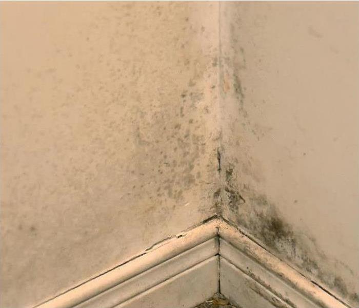 mold growing on corner of wall